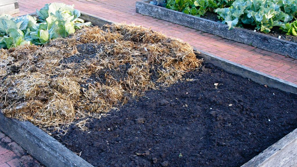 growing spuds tassie