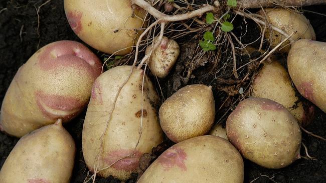 potato growing tasmania