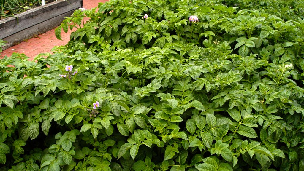 growing potatoes tasmania